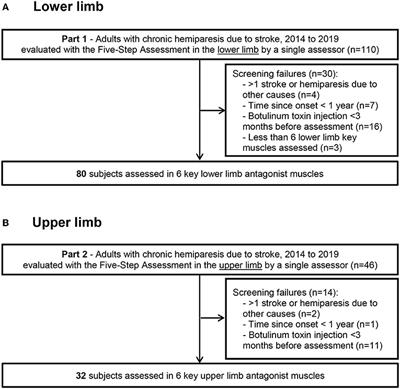 Do Muscle Changes Contribute to the Neurological Disorder in Spastic Paresis?